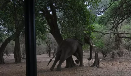 An elephant scratching themselves against a tree.