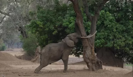 Elephants need to rub their tusks on trees apparently
