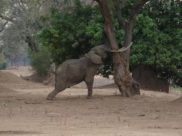 Elephants need to rub their tusks on trees apparently