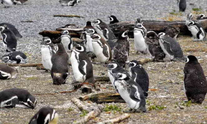 Journey to the southernmost tip of South America, to Ushuaia - home of these incredible penguins