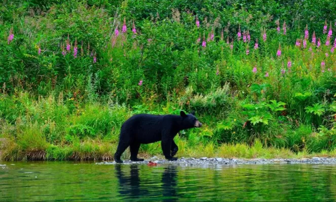 Bears from Kenai Fjords national park