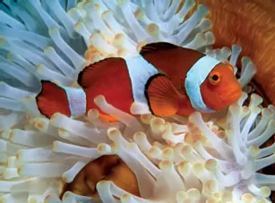 Clownfish found during a South Pacific snorkeling tour