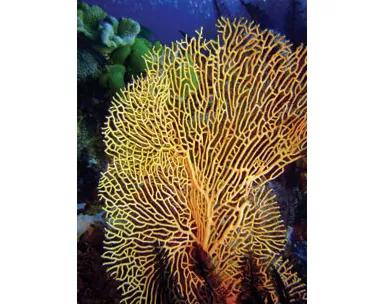Fan Coral photographed beautifully on a South Pacific snorkeling trip