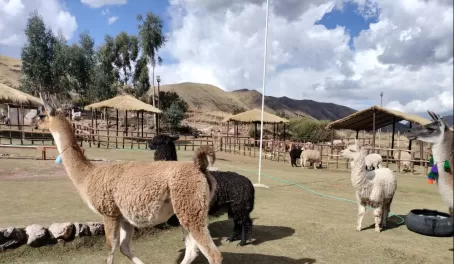 WOOOOOWWW.. My first encounter! Alpaca and llama in my naked eyes!