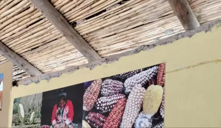 I just knew that Peru has a hundred of corn varieties.