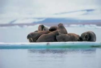 Spotting walruses on the Arctic ice during an expedition cruise
