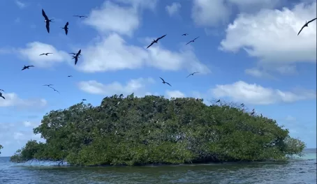 Bird Island in Belize