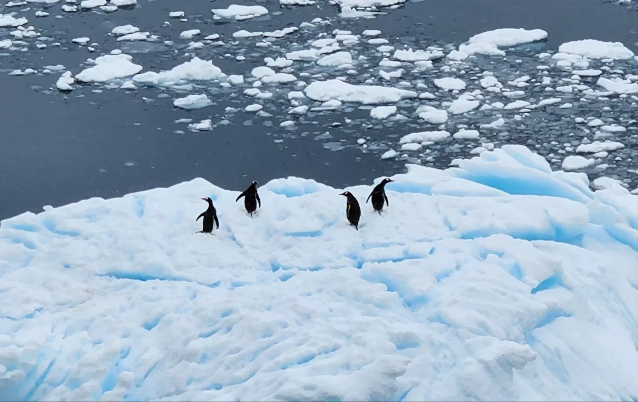 Spotting penguins on an ice flow from the deck of the ship.