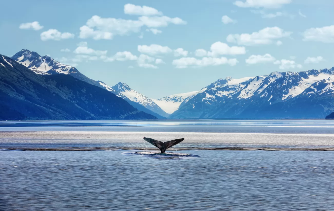 Humpback whale tail in Alaskan waters