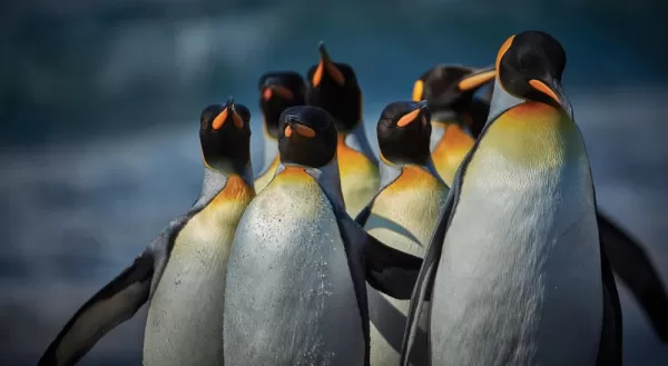 King Penguins on the march in Antarctic Peninsula