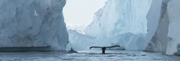 minke whales and fin whales
