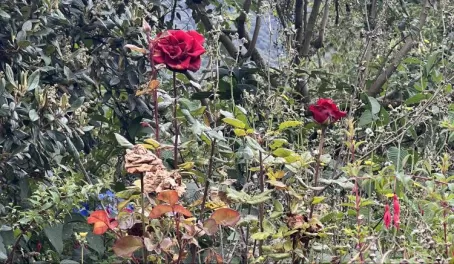 Ecuadorian Roses - Termas Papallacta