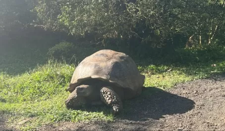 A giant tortoise - El Chato Ranch