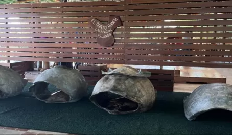 Empty tortoise's shells for photo opp - El Chato Ranch