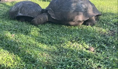 Giant tortoises in their natural habitat - El Chato Ranch
