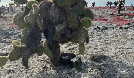 Giant cacti (opuntia) - South Plaza
