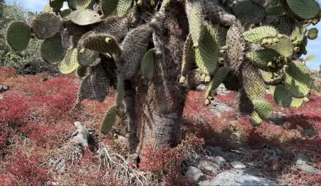 Cactus Forest - South Plaza