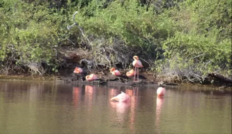 Flamingos! - Rabida Island