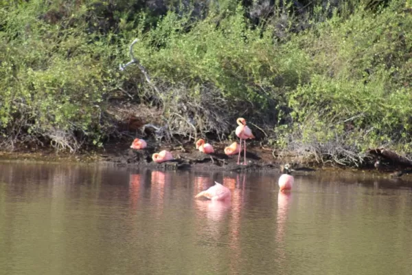 Flamingos! - Rabida Island
