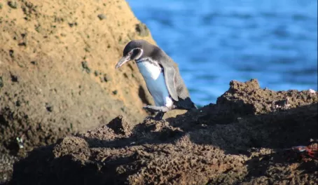 Penguin - Bartolome Island