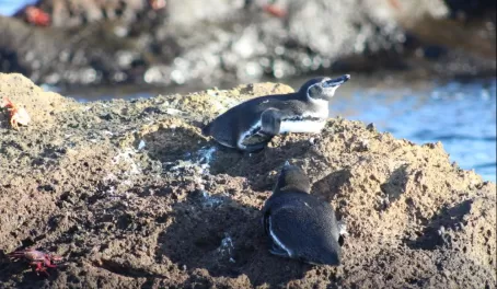 Penguins - Bartolome Island