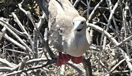 Red-footed booby - Punta Pitt