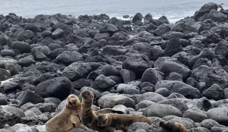 Baby sea lions - Isla Lobos