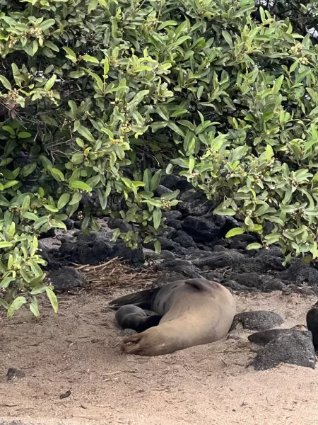 Newly born sea lion with her mama - Isla Lobos