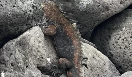 Marine iguana - Isla Lobos