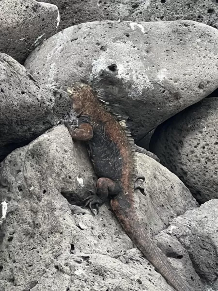 Marine iguana - Isla Lobos