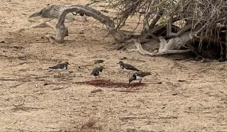 Galapagos mockingbirds eating the placenta of a newly born sea lion - Isla Lobos