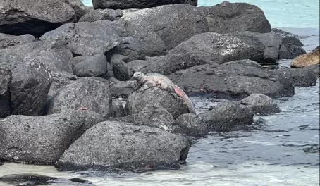 A male marine iguana also called Christmas iguana! - Punta Suarez