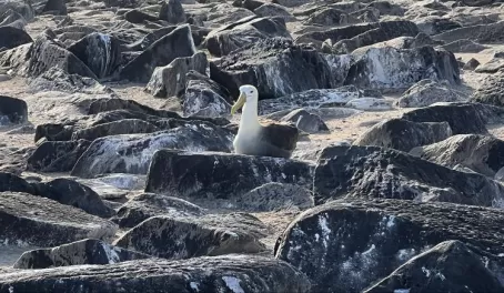 Waved albatros - Punta Suarez