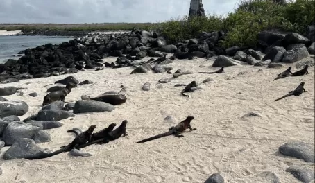 Plenty of marine iguanas! - Punta Suarez