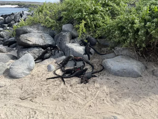 Marine iguanas! - Punta Suarez