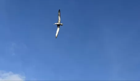 Waved albatros - Punta Suarez