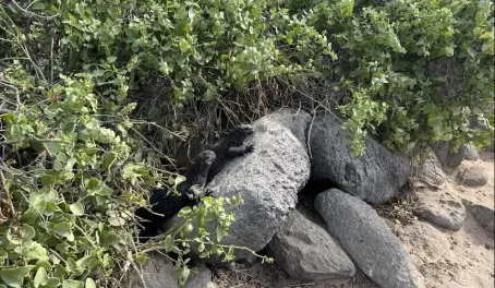 Marine iguanas! - Punta Suarez