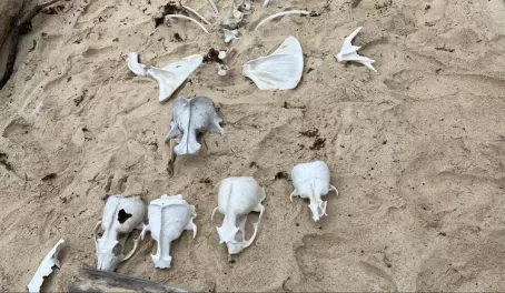 Galapagos sea lion skeletons - Cormorant Point