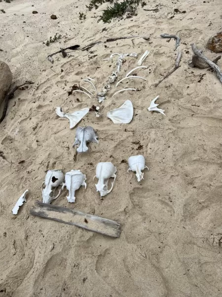 Galapagos sea lion skeletons - Cormorant Point
