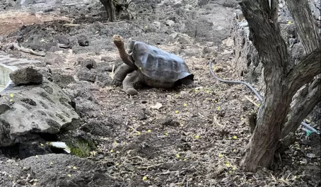 Galapagos saddleback tortoise - Fausto Llerena Breeding Center