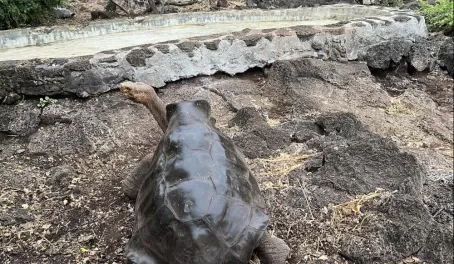 Galapagos saddleback tortoise - Fausto Llerena Breeding Center