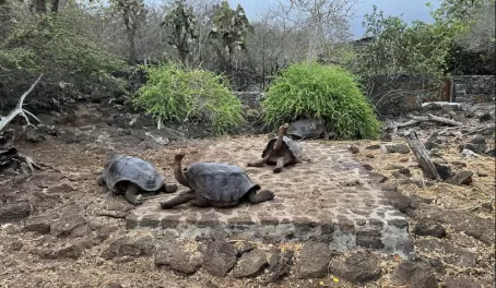 Galapagos saddleback tortoises - Fausto Llerena Breeding Center