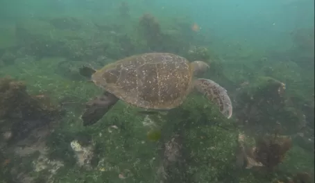 Pacific green sea turtle - Post Office Bay