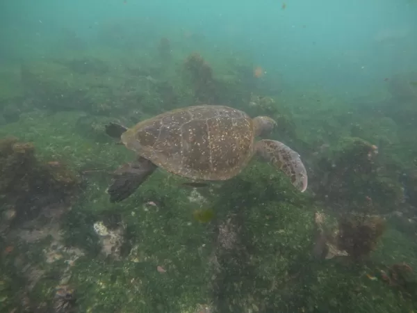 Pacific green sea turtle - Post Office Bay