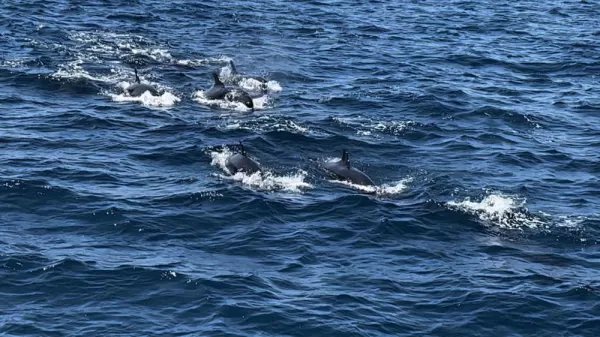 A group of pilot whales - Punta Pitt