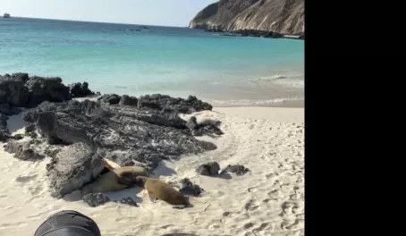 Mama sea lion feeding her baby - Cerro Brujo