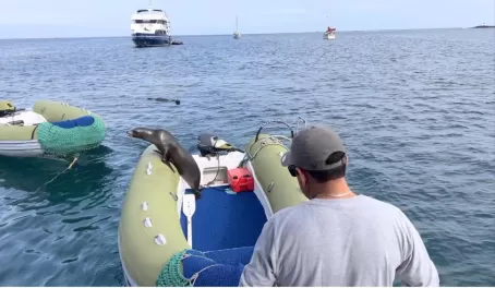 Sea lion playing on our dinghy - Puerto Baquerizo San Cristobal