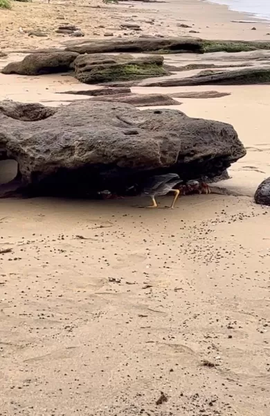 A lava heron chasing a sally lightfoot crab for food - Cormorant Point
