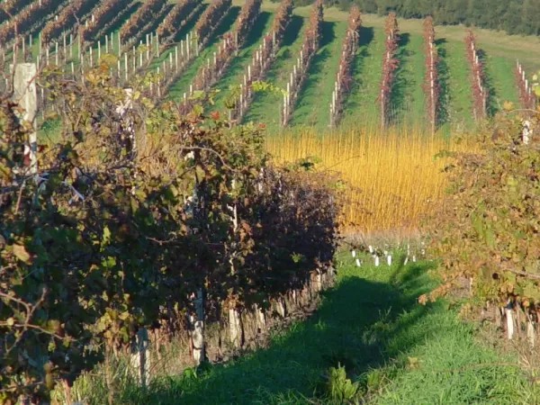 The vineyard at Bodega Juanico