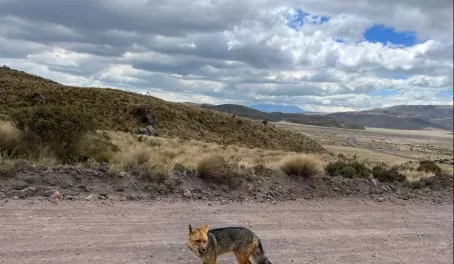 Fox in Cotopaxi National Park